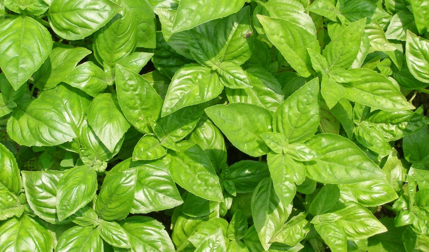 Basil Leaves